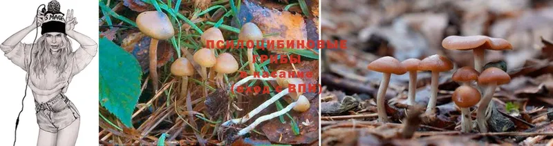 omg tor  Княгинино  Псилоцибиновые грибы Cubensis 